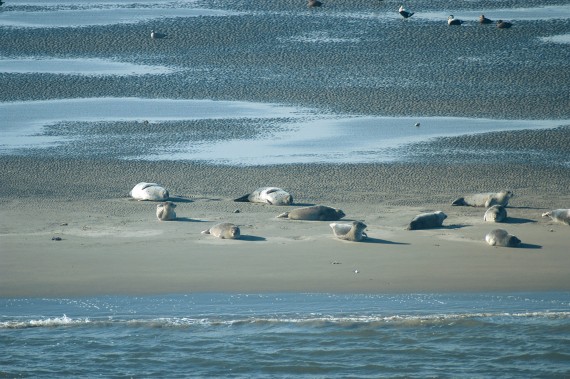 Seehunde im Watt Seehunde im Watt